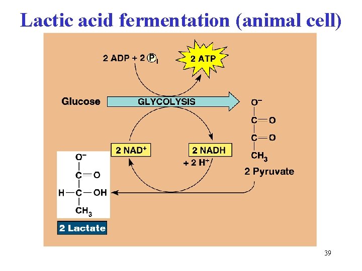 Lactic acid fermentation (animal cell) 39 