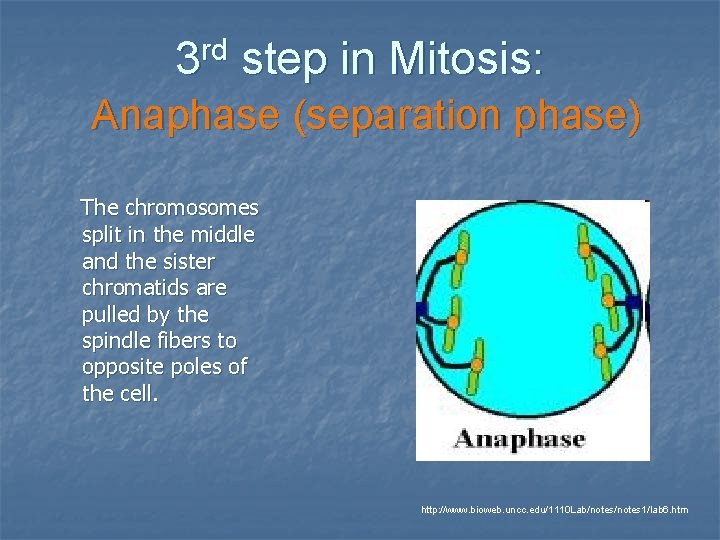 rd 3 step in Mitosis: Anaphase (separation phase) The chromosomes split in the middle