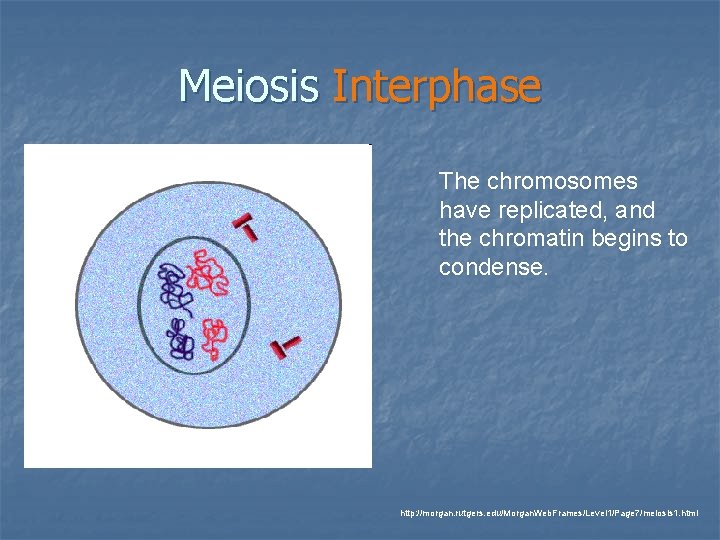 Meiosis Interphase The chromosomes have replicated, and the chromatin begins to condense. http: //morgan.