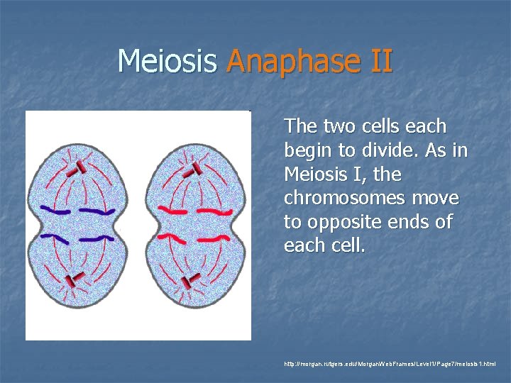 Meiosis Anaphase II The two cells each begin to divide. As in Meiosis I,