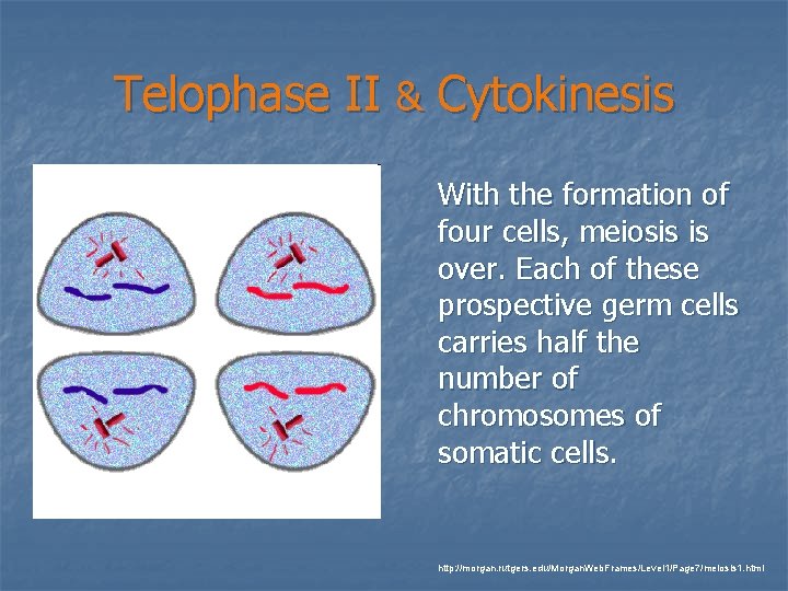 Telophase II & Cytokinesis With the formation of four cells, meiosis is over. Each