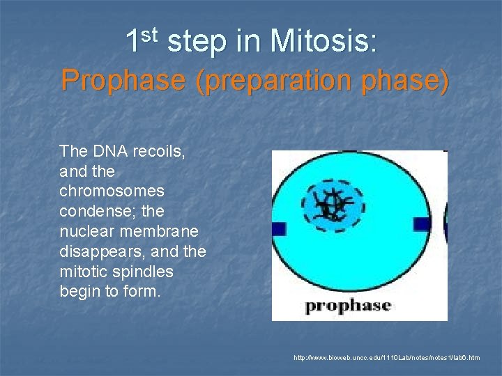 st 1 step in Mitosis: Prophase (preparation phase) The DNA recoils, and the chromosomes