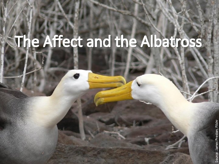 Source: James Preston, Flickr The Affect and the Albatross Source: James Preston, Flickr The Affect and the Albatross