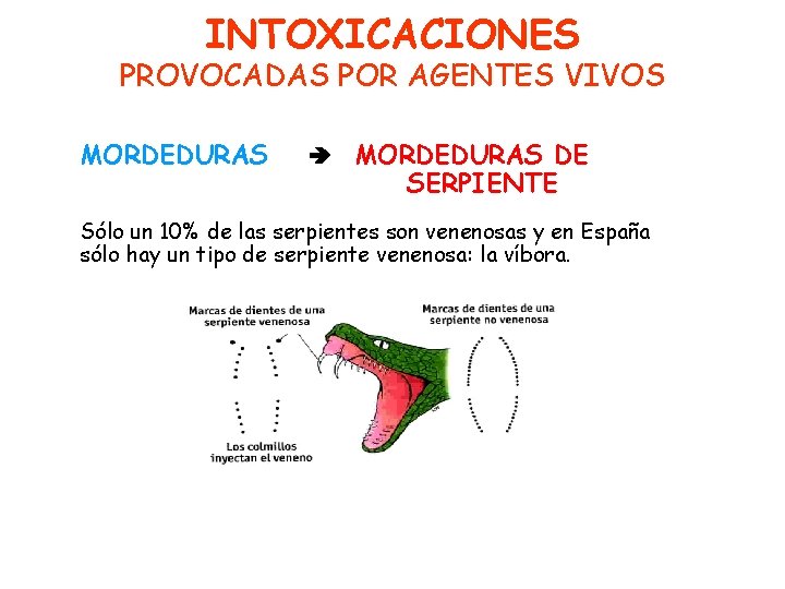 INTOXICACIONES PROVOCADAS POR AGENTES VIVOS MORDEDURAS DE SERPIENTE Sólo un 10% de las serpientes