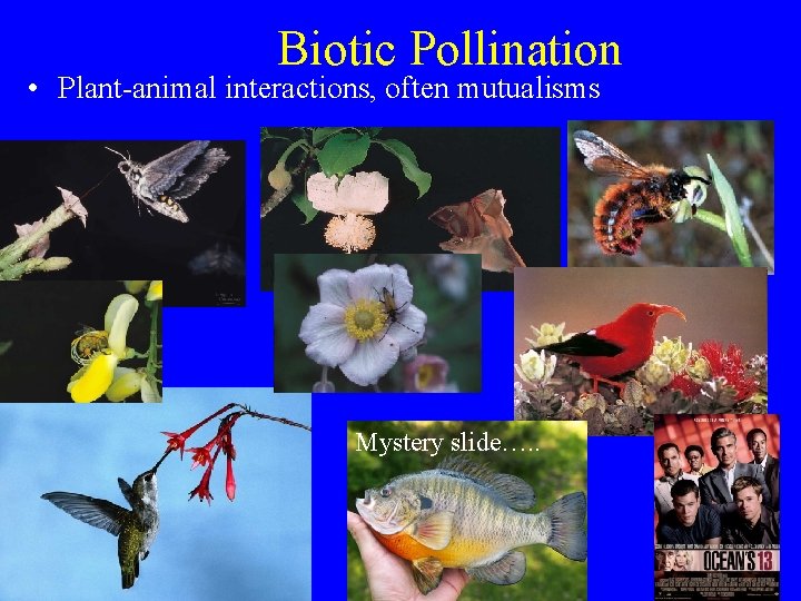 Biotic Pollination • Plant-animal interactions, often mutualisms Mystery slide…. . 