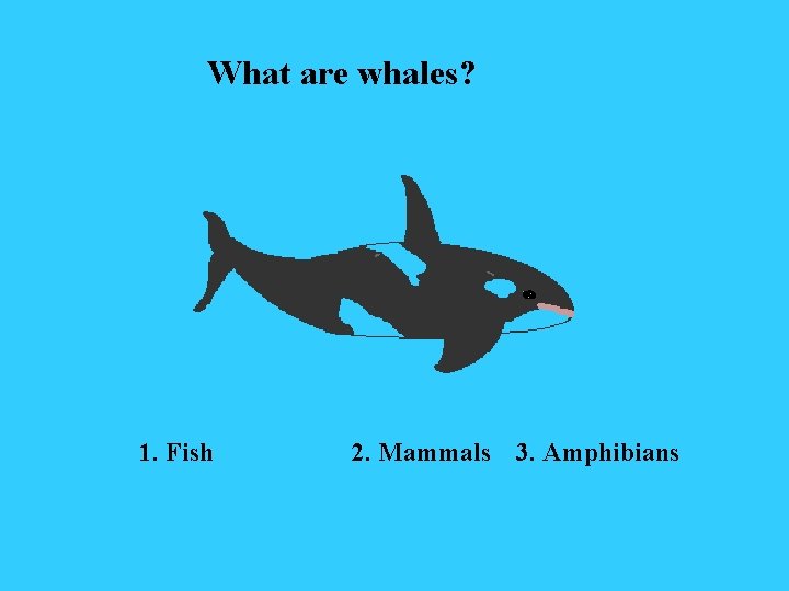 What are whales? 1. Fish 2. Mammals 3. Amphibians 