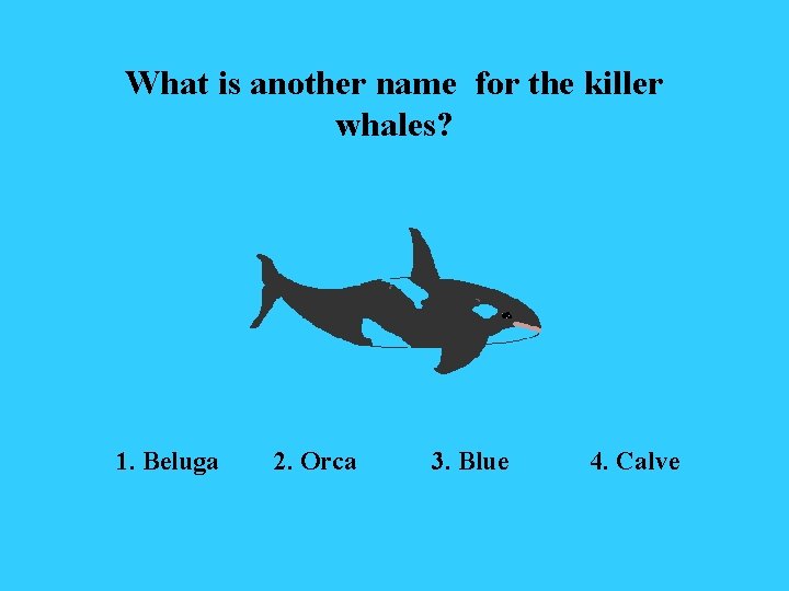 What is another name for the killer whales? 1. Beluga 2. Orca 3. Blue