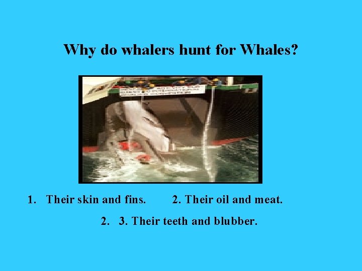 Why do whalers hunt for Whales? 1. Their skin and fins. 2. Their oil