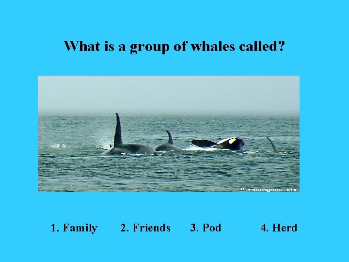 What is a group of whales called? 1. Family 2. Friends 3. Pod 4.