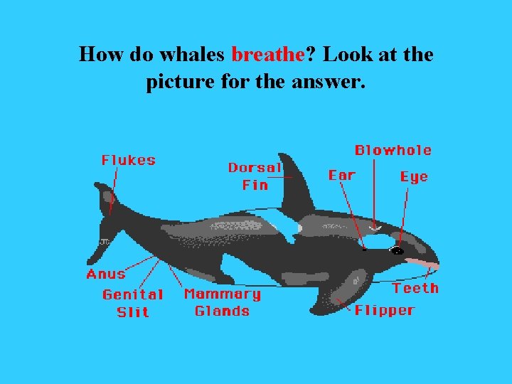 How do whales breathe? Look at the picture for the answer. 