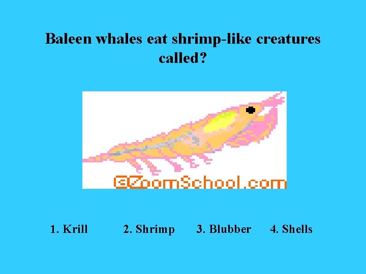 Baleen whales eat shrimp-like creatures called? 1. Krill 2. Shrimp 3. Blubber 4. Shells