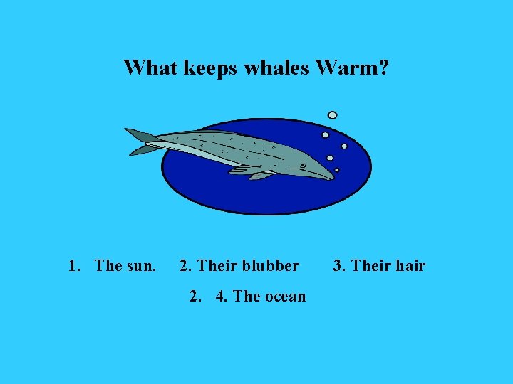 What keeps whales Warm? 1. The sun. 2. Their blubber 2. 4. The ocean