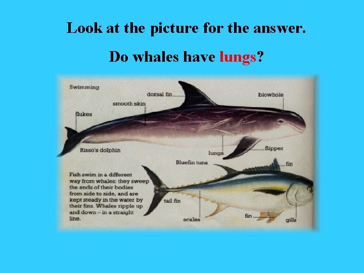 Look at the picture for the answer. Do whales have lungs? 