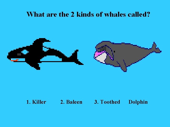 What are the 2 kinds of whales called? 1. Killer 2. Baleen 3. Toothed