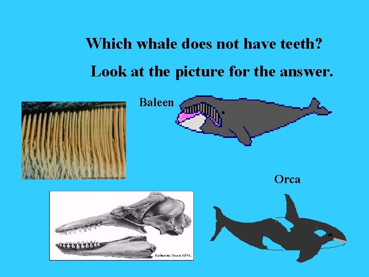 Which whale does not have teeth? Look at the picture for the answer. Baleen