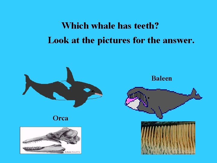 Which whale has teeth? Look at the pictures for the answer. Baleen Orca 