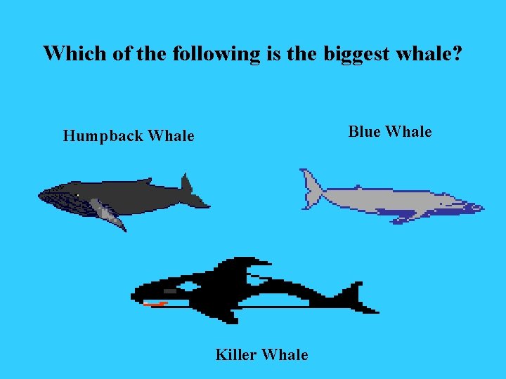 Which of the following is the biggest whale? Blue Whale Humpback Whale Killer Whale