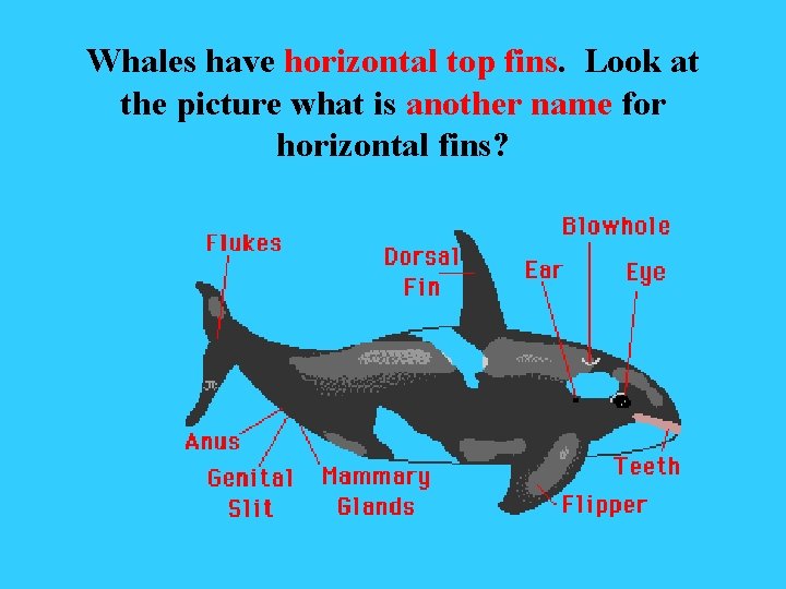 Whales have horizontal top fins. Look at the picture what is another name for