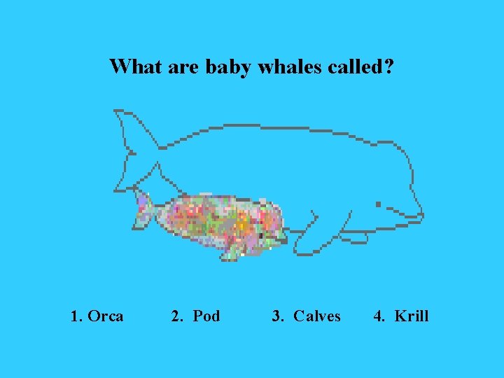 What are baby whales called? 1. Orca 2. Pod 3. Calves 4. Krill 