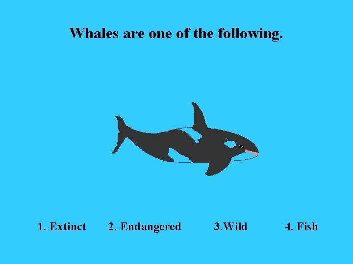 Whales are one of the following. 1. Extinct 2. Endangered 3. Wild 4. Fish