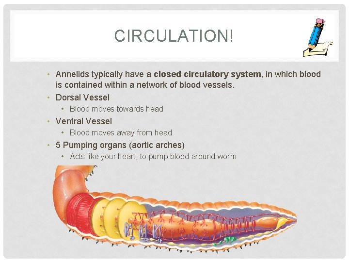 CIRCULATION! • Annelids typically have a closed circulatory system, in which blood is contained