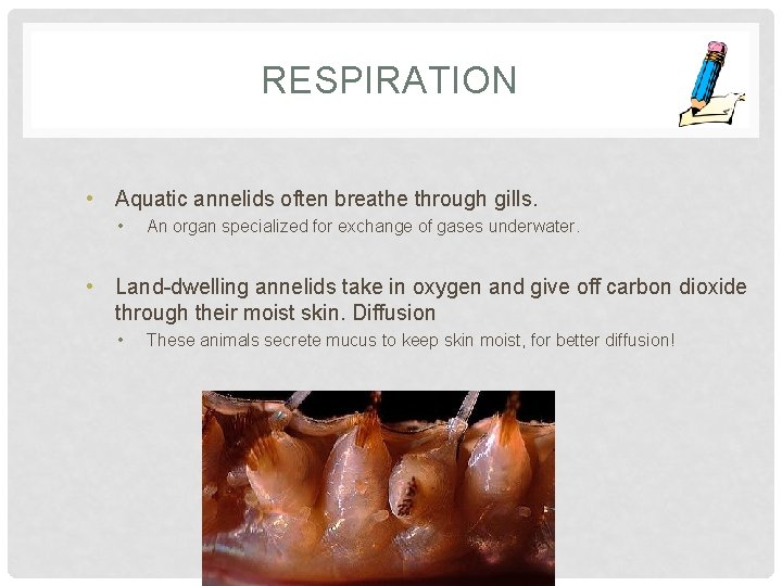 RESPIRATION • Aquatic annelids often breathe through gills. • An organ specialized for exchange