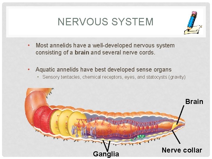 NERVOUS SYSTEM • Most annelids have a well-developed nervous system consisting of a brain