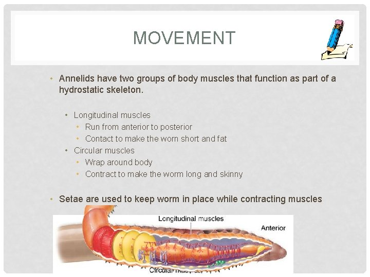 MOVEMENT • Annelids have two groups of body muscles that function as part of