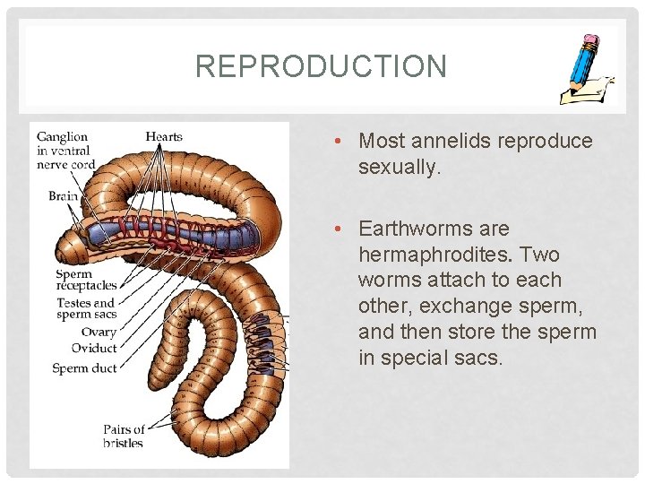 REPRODUCTION • Most annelids reproduce sexually. • Earthworms are hermaphrodites. Two worms attach to