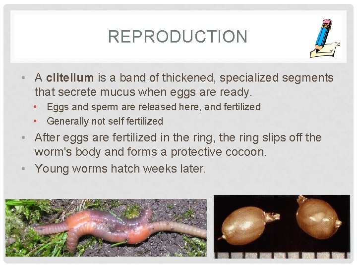 REPRODUCTION • A clitellum is a band of thickened, specialized segments that secrete mucus