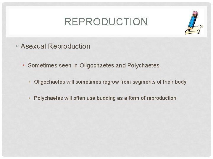 REPRODUCTION • Asexual Reproduction • Sometimes seen in Oligochaetes and Polychaetes • Oligochaetes will