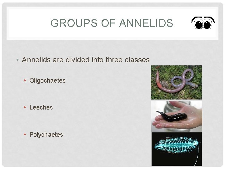 GROUPS OF ANNELIDS • Annelids are divided into three classes • Oligochaetes • Leeches