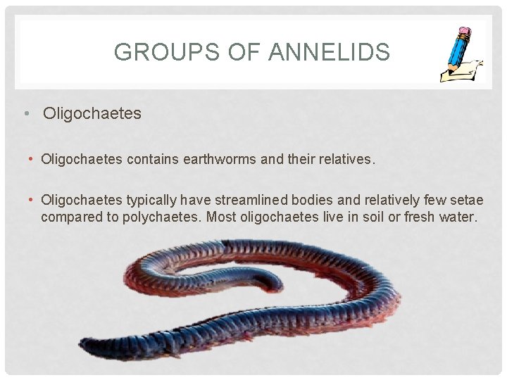 GROUPS OF ANNELIDS • Oligochaetes contains earthworms and their relatives. • Oligochaetes typically have