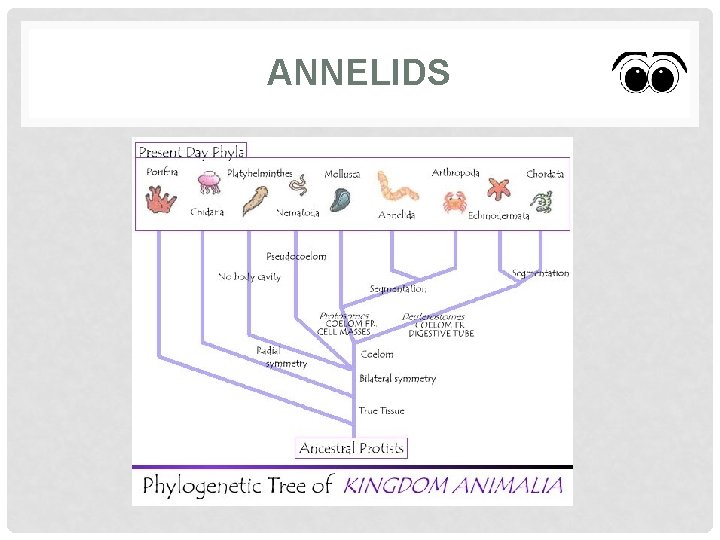ANNELIDS 