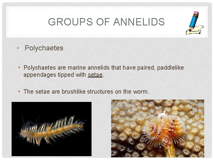 GROUPS OF ANNELIDS • Polychaetes are marine annelids that have paired, paddlelike appendages tipped