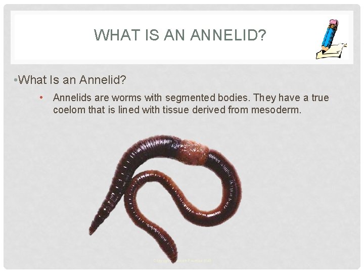 WHAT IS AN ANNELID? • What Is an Annelid? • Annelids are worms with