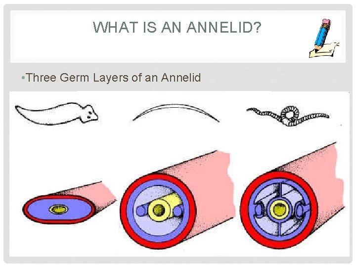 WHAT IS AN ANNELID? • Three Germ Layers of an Annelid 