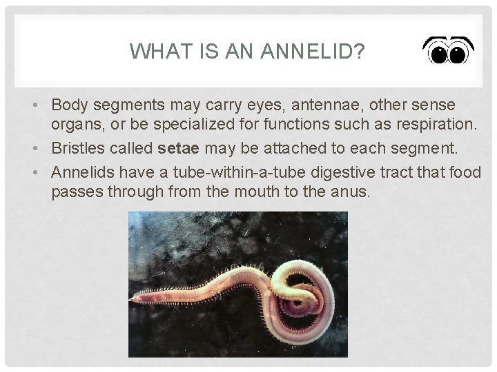 WHAT IS AN ANNELID? • Body segments may carry eyes, antennae, other sense organs,