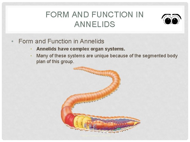 FORM AND FUNCTION IN ANNELIDS • Form and Function in Annelids • Annelids have