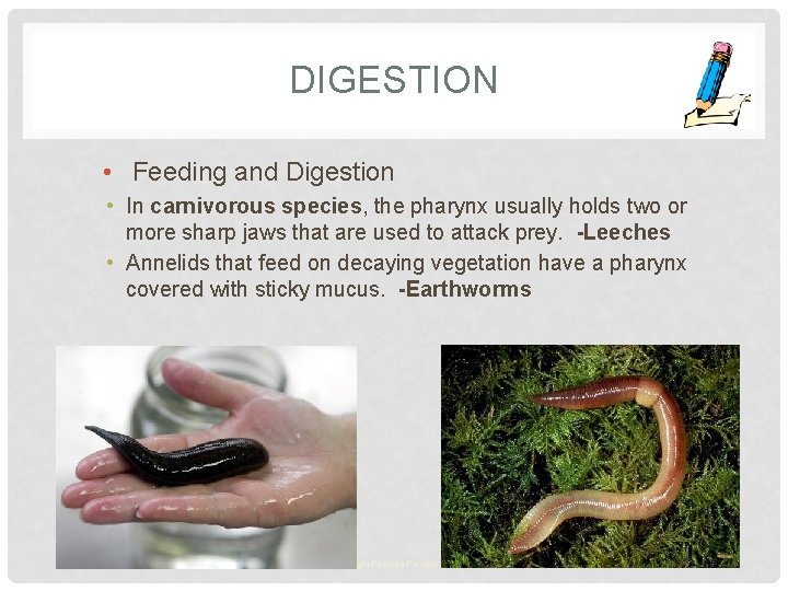 DIGESTION • Feeding and Digestion • In carnivorous species, the pharynx usually holds two
