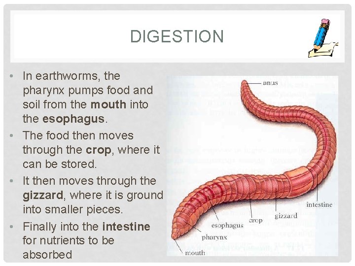 DIGESTION • In earthworms, the pharynx pumps food and soil from the mouth into