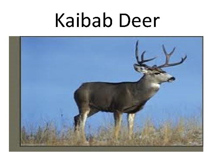 Kaibab Deer Kaibab Deer