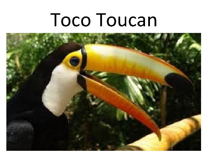 Toco Toucan Toco Toucan