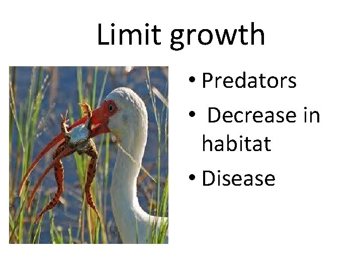 Limit growth • Predators • Decrease in habitat • Disease Limit growth • Predators • Decrease in habitat • Disease