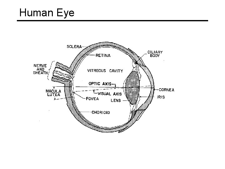 Human Eye 