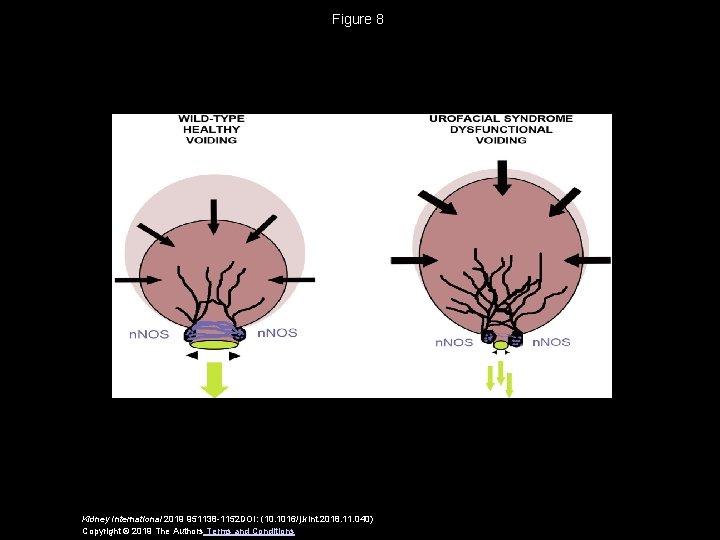 Figure 8 Kidney International 2019 951138 -1152 DOI: (10. 1016/j. kint. 2018. 11. 040)