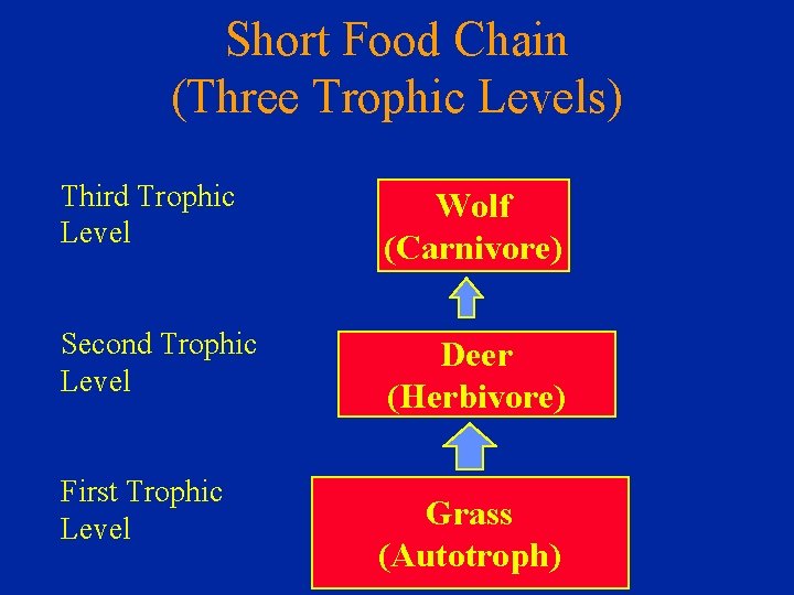 Short Food Chain (Three Trophic Levels) Third Trophic Level Wolf (Carnivore) Second Trophic Level