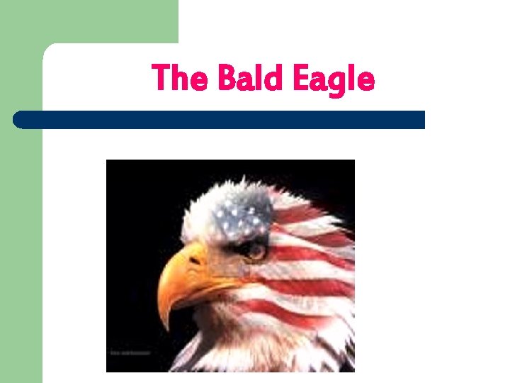 The Bald Eagle 