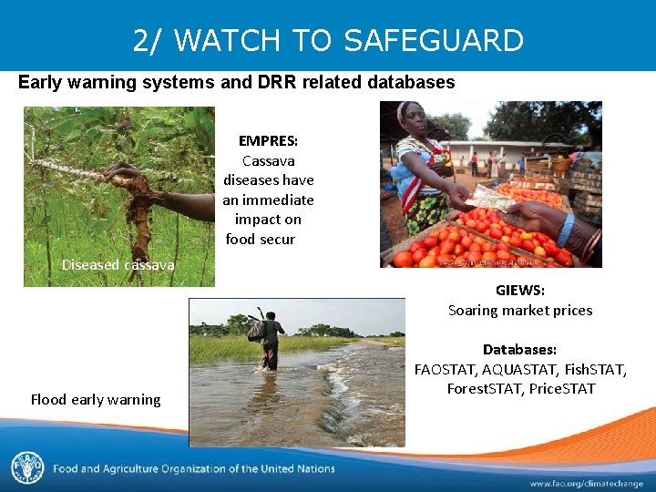 2/ WATCH TO SAFEGUARD Early warning systems and DRR related databases EMPRES: Cassava diseases