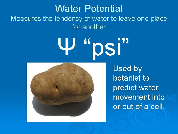 Water Potential Measures the tendency of water to leave one place for another Ψ